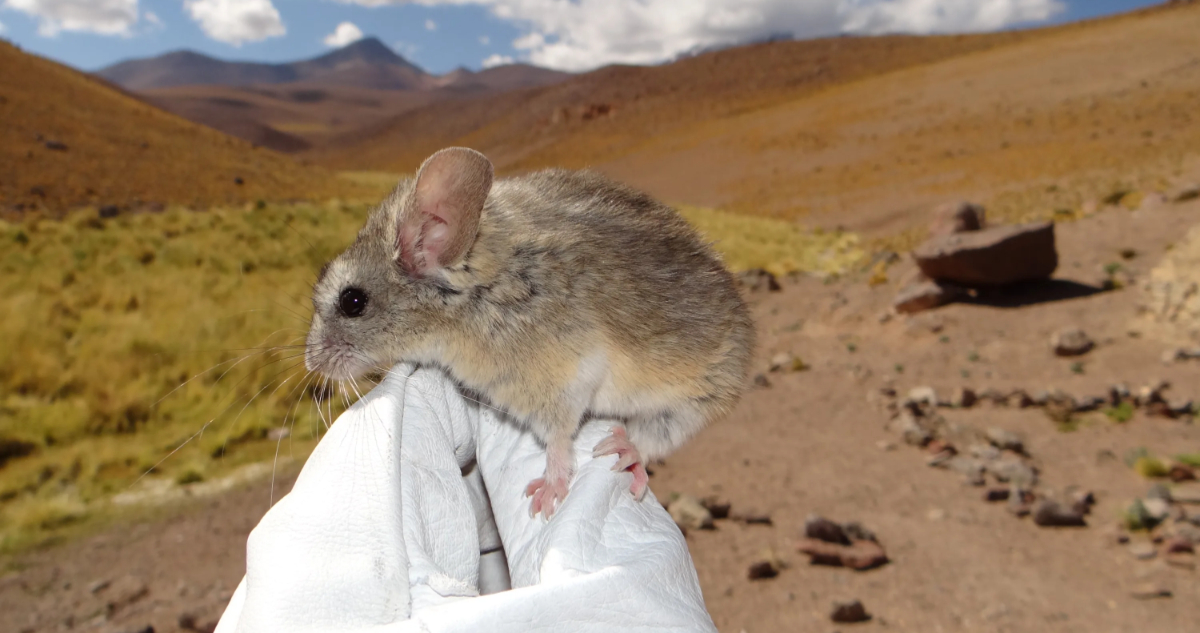Foto de un ratón orejudo andino