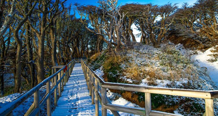 https://media.biobiochile.cl/wp-content/uploads/2026/07/reserva-nacional-magallanes-750x400.jpg