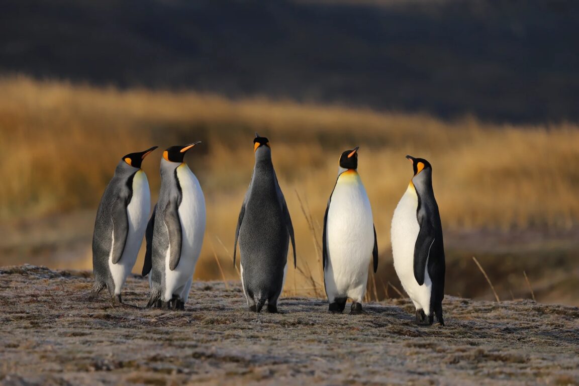 Pinguino Rey 
