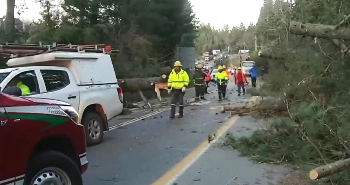 Caída de árboles en ruta Villarrica Pucón