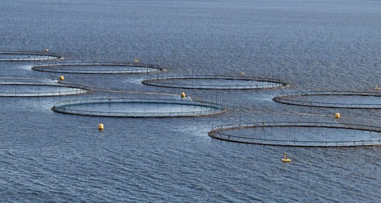 Salmoneras en multa de residuos de Lago Llanquihue