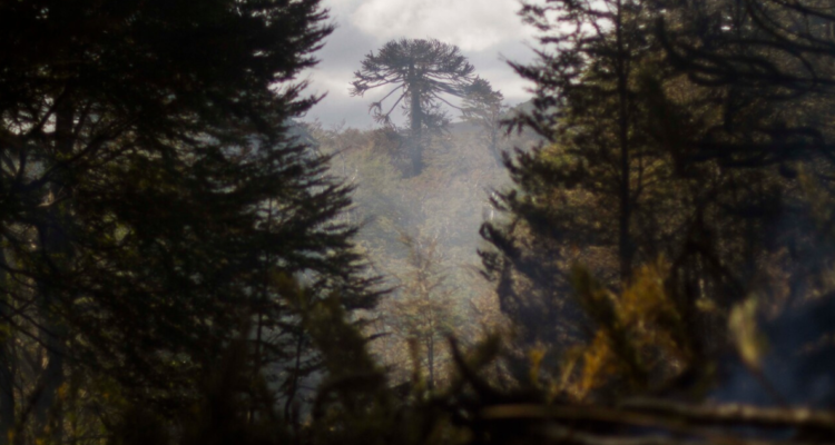 Empresa cortó 20 hectáreas de bosque nativo en Villarrica para subdividir parcelas: fue sancionada