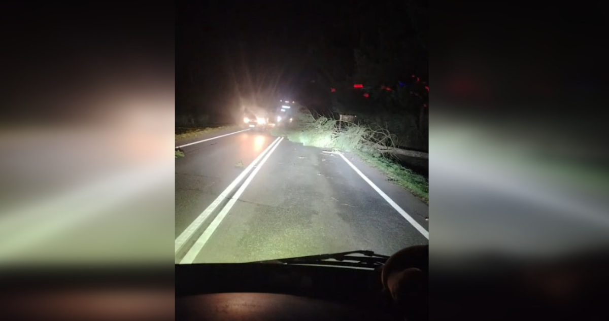 Caída de árboles y cortes de luz en zona preocordillerana deja temporal en región de La Araucanía