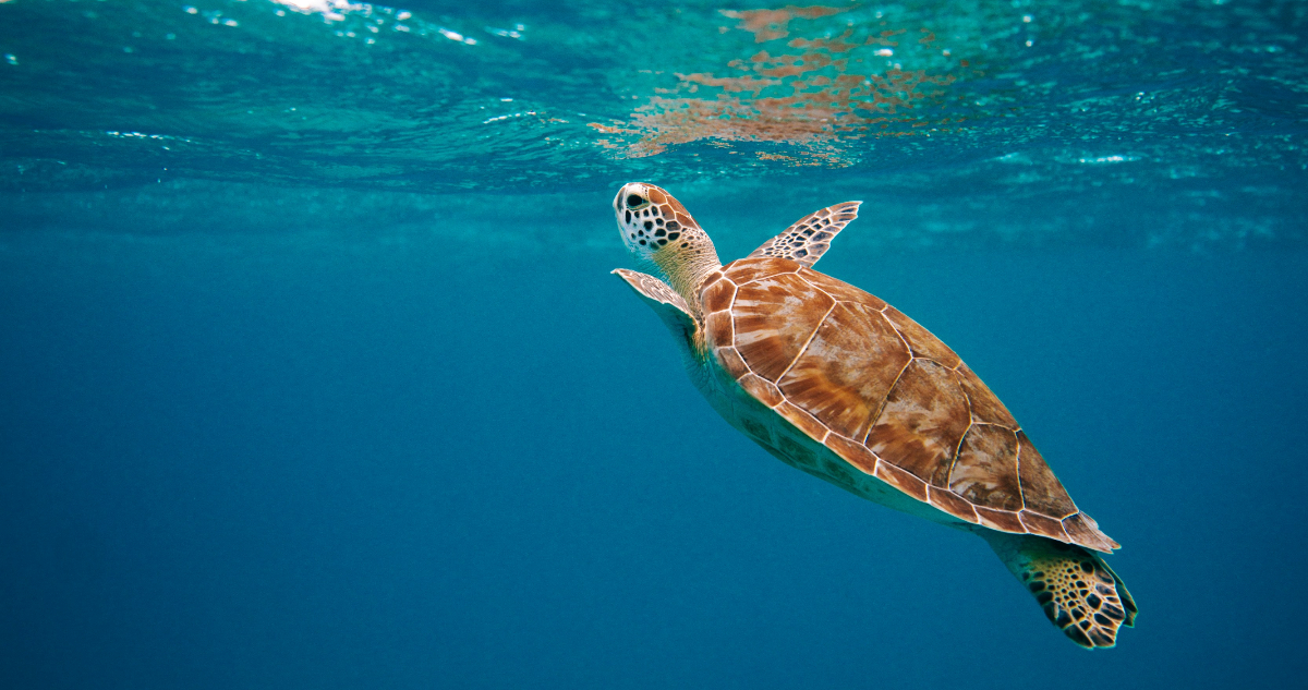 Foto de una tortuga marina para ilustrar nota sobre la pérdida de oxígeno en los océanos