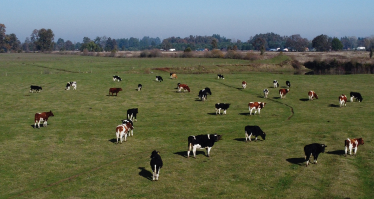 Campos de Osorno