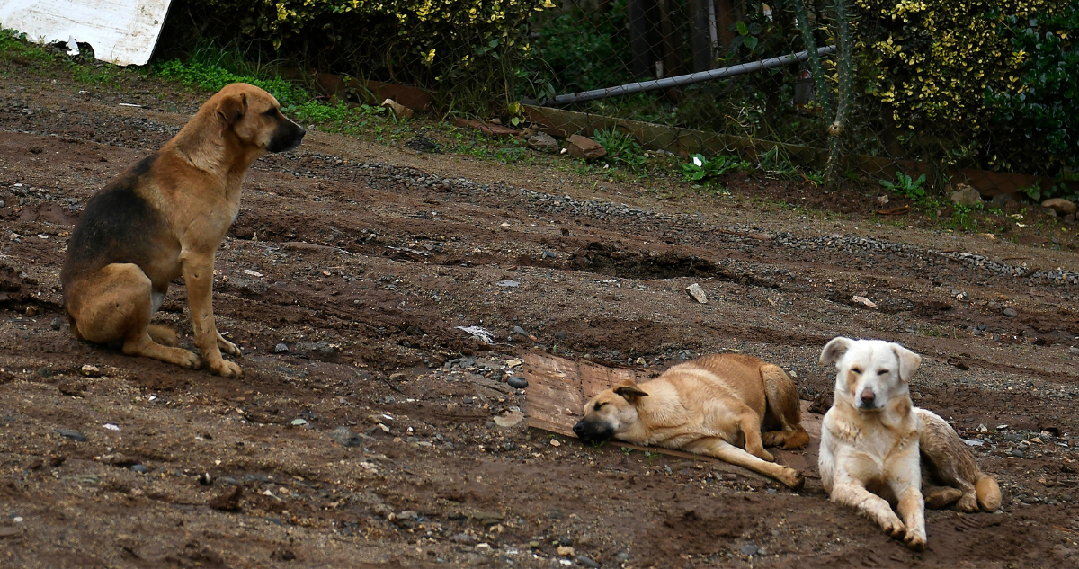 Vecinos de Concepción acusan maltrato de más de 20 perros en Nonguén: “Están realizando canibalismo”