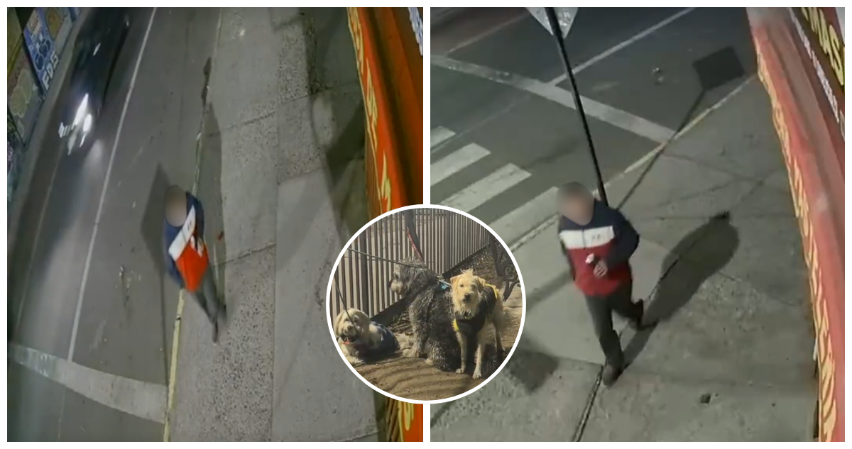 Video inculpa a chofer que abandonó tres perros en Santiago fue grabado huyendo con lata en la mano
