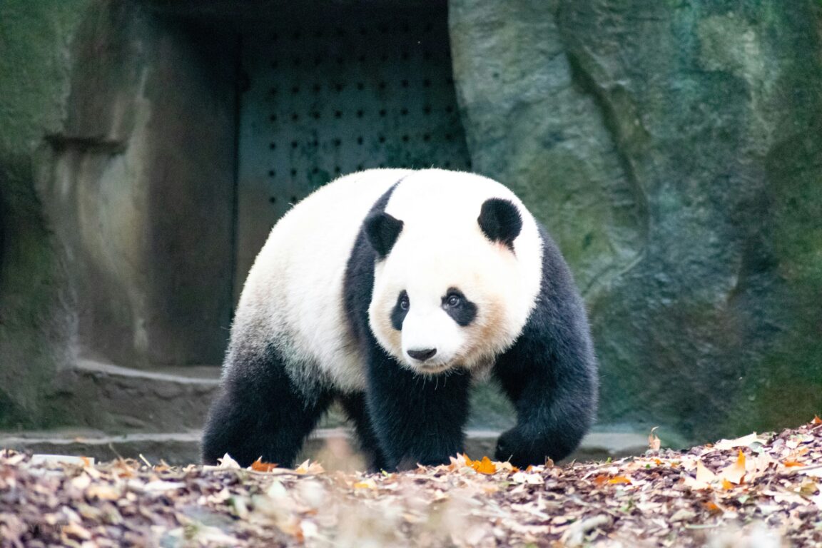 Foto de un panda gigante en cautiverio