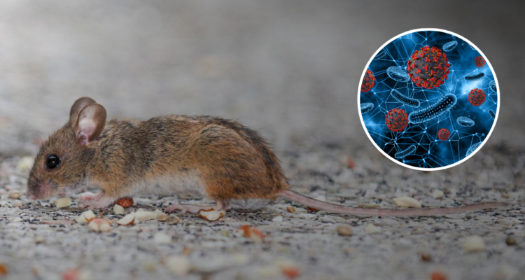 Qué son las zoonosis y cómo prevenirlas: hay múltiples formas de contagio