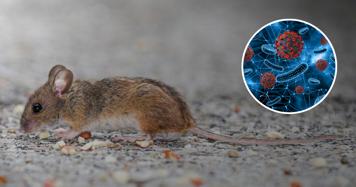 Qué son las zoonosis y cómo prevenirlas: hay múltiples formas de contagio