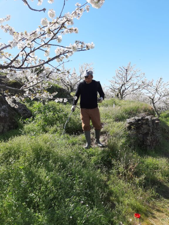 Alejandro trabaja el suelo de su finca durante la floración de los cerezos, 2020