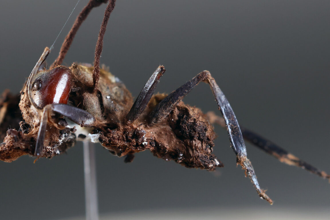Foro de una hormiga infectada por hongos cordyceps