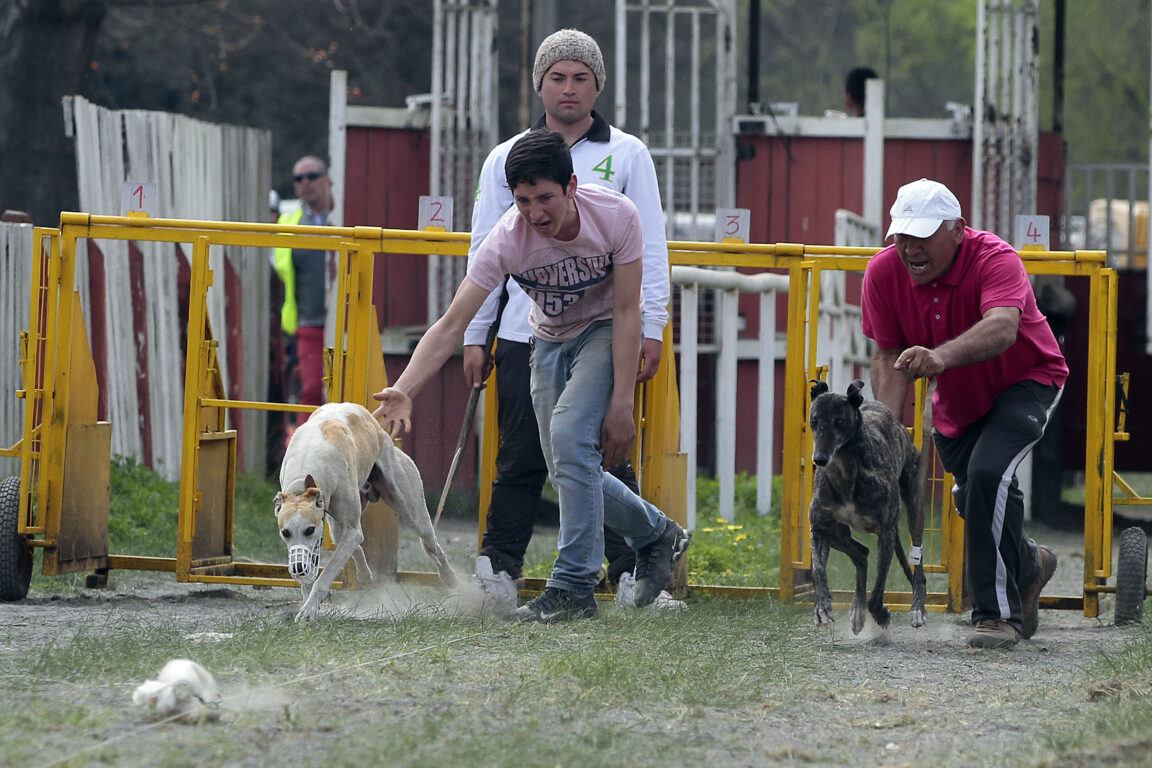 carreras de galgos en Coronel