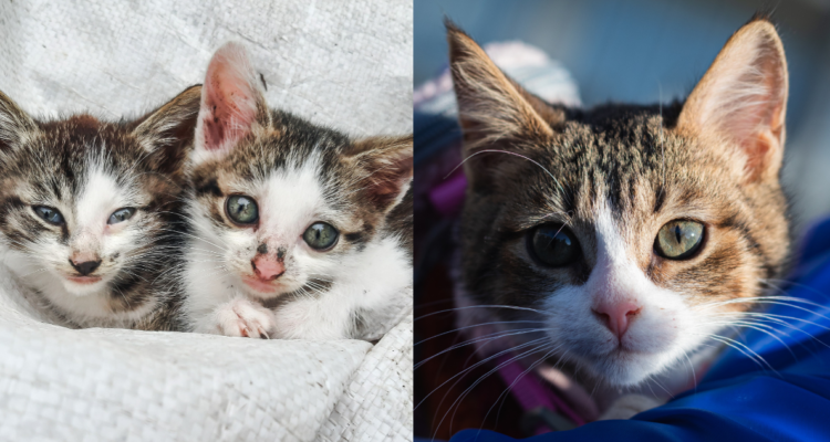 Jornadas de adopción de gatitos se tomarán 4 ciudades de Chile este sábado: revisa cómo participar
