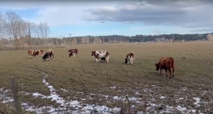 Sistemas frontales dejaron más de 3.700 pequeños agricultores afectados en La Araucanía