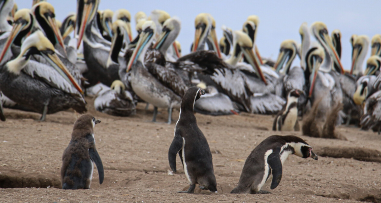 Ambientalistas cuestionan ante el TC la megarreforma y advierten retrocesos en protección ambiental