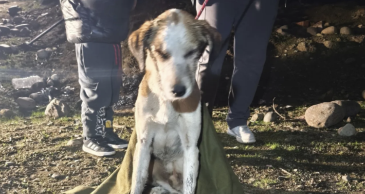 Bomberos rescatan a perro enterrado bajo el barro y entre zarzamoras en sitio eriazo de Puente Alto
