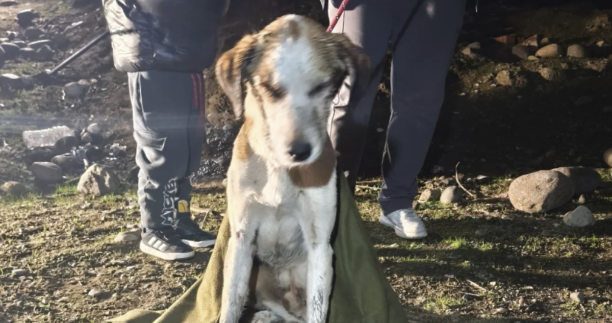 Bomberos rescatan a perro enterrado bajo el barro y entre zarzamoras en sitio eriazo de Puente Alto