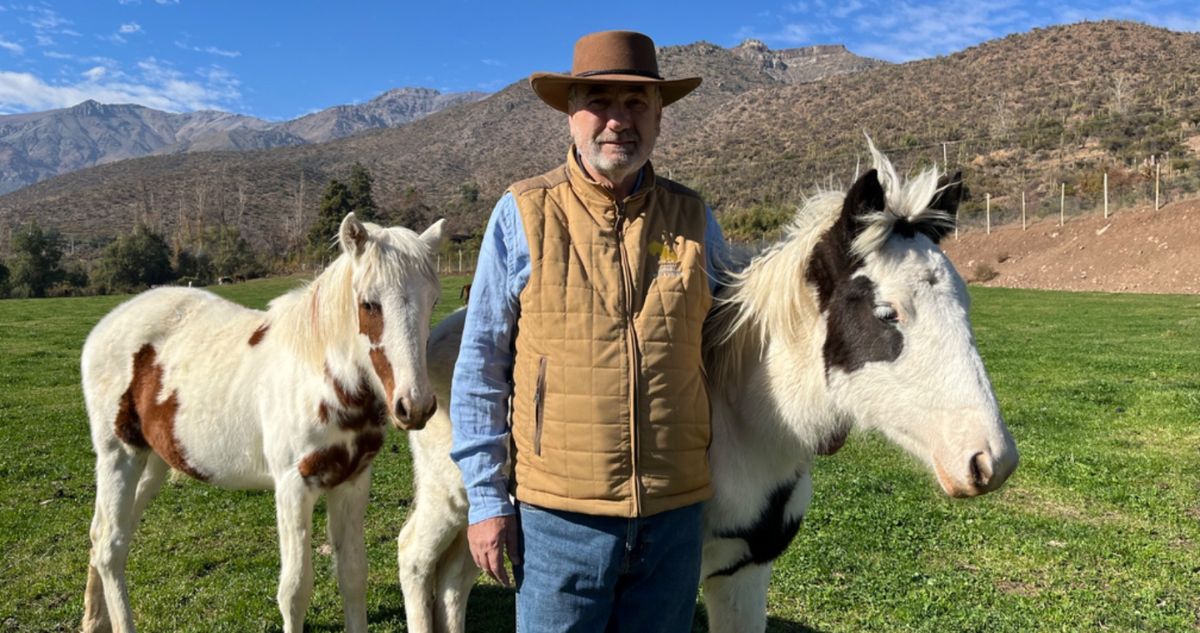 Chileno busca crear nueva raza de caballos con una “fina selección genético-conductual”