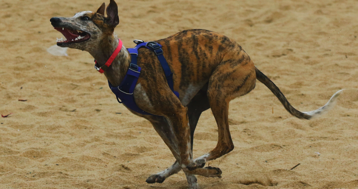 Cámara aprueba la prohibición de carreras de perros en Chile y proyecto avanza en el Congreso