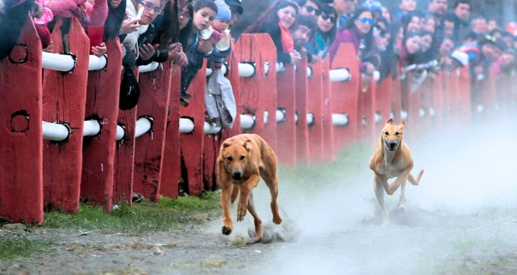 prohibir o regular las carreras de perros galgos
