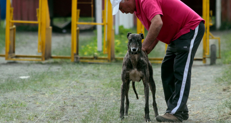 Carreras de Galgo en Chile