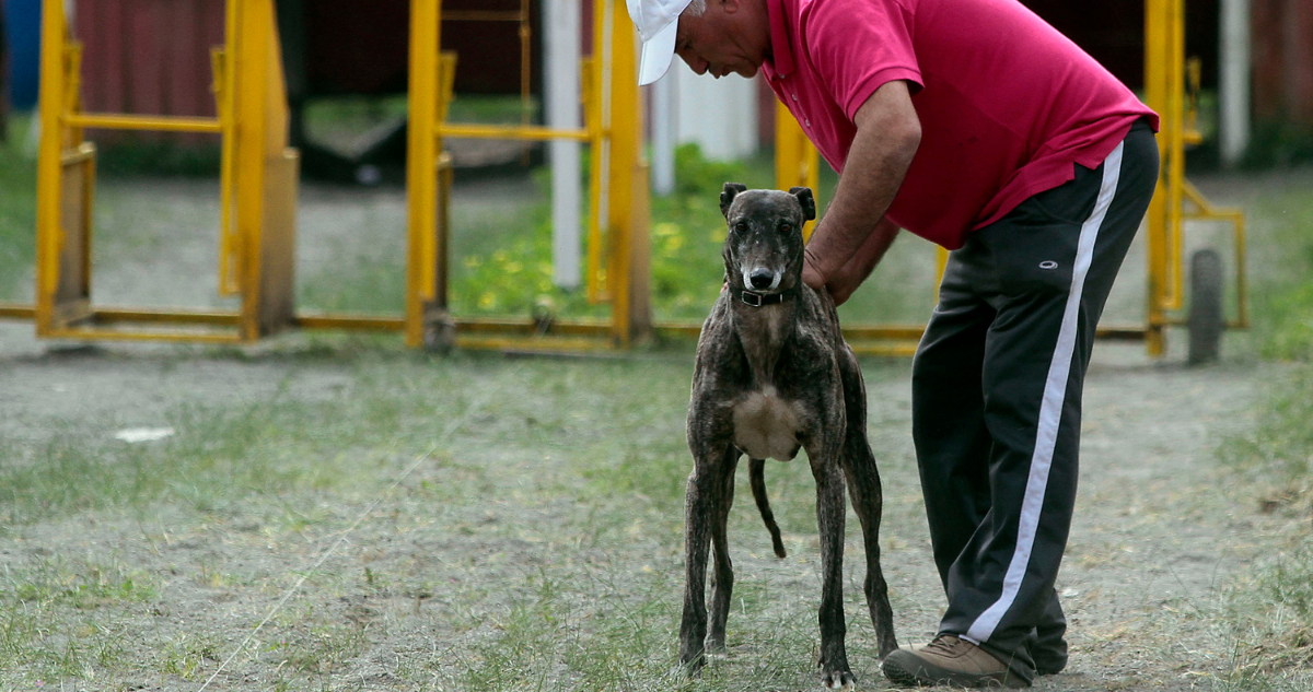 Carreras de Galgo en Chile