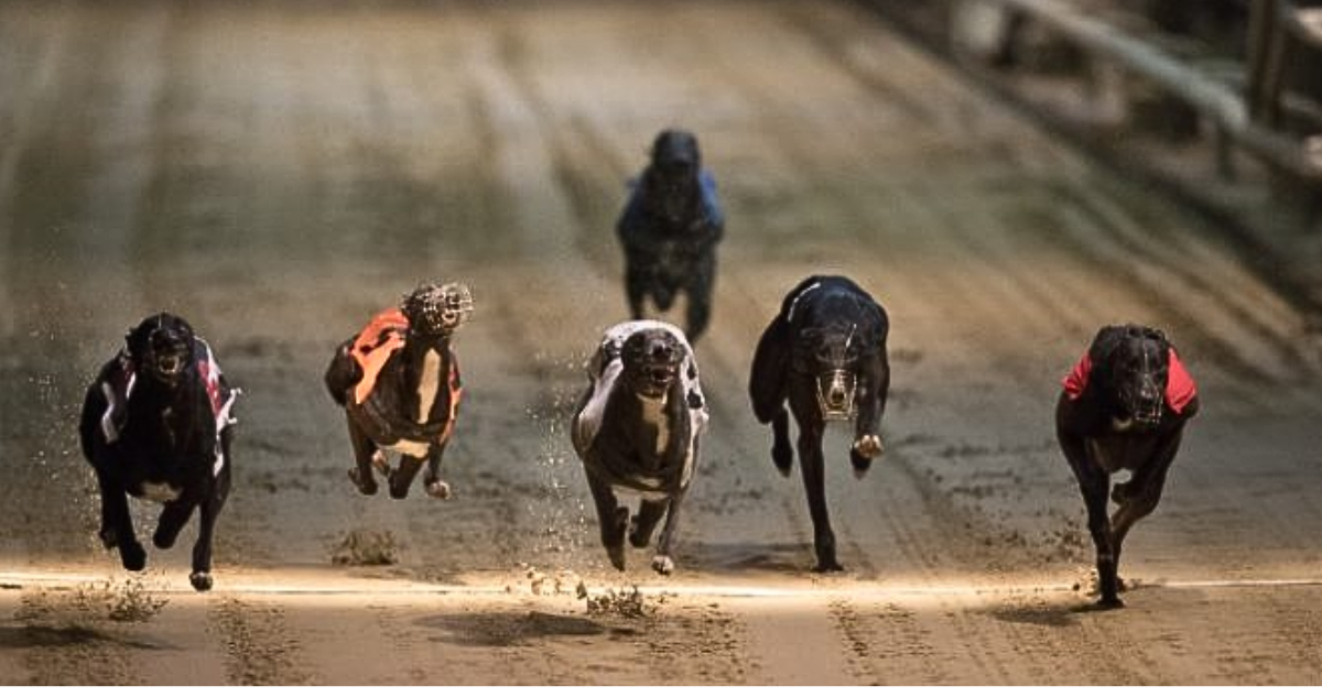 Carreras de galgos