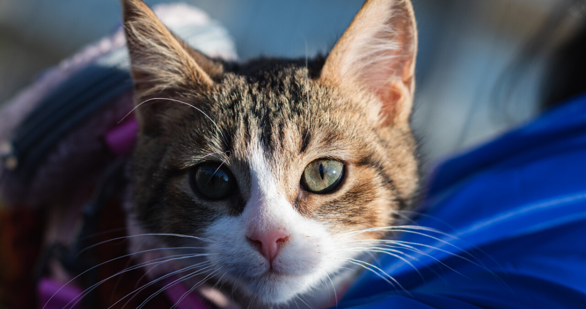 Caso de gato disputado por expareja pone en debate cómo se protege legalmente a los animales en Chile