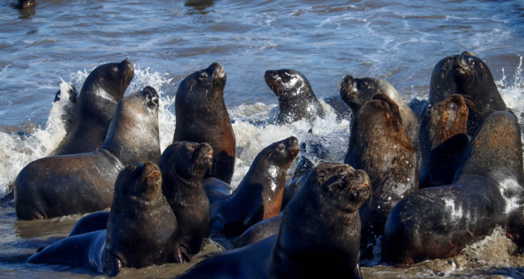 Subpesca se abre a levantar veda de lobos marinos: el riesgo que esto significaría, según experta
