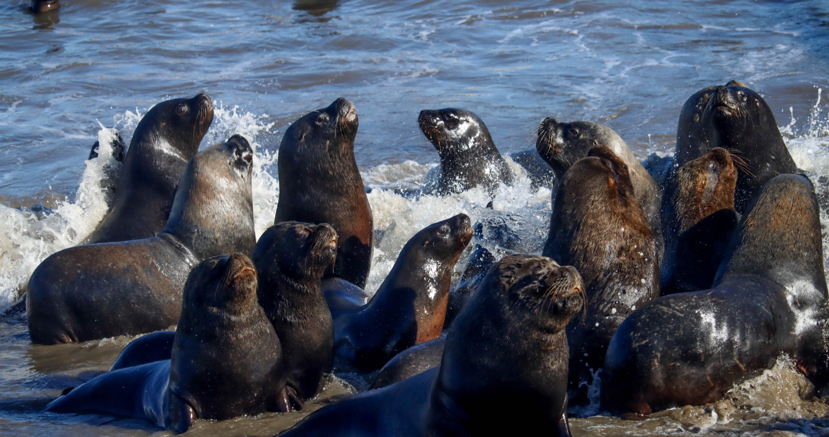 Subpesca se abre a levantar veda de lobos marinos: el riesgo que esto significaría, según experta