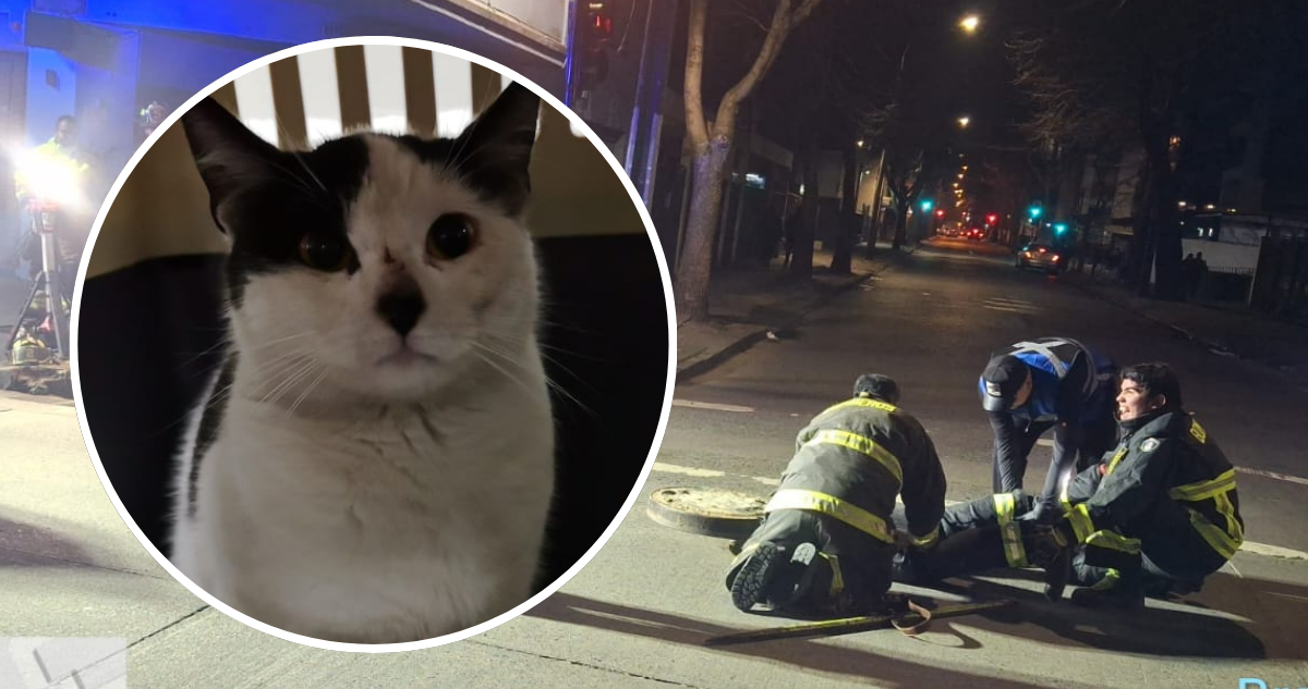 Concepción: Gatito que llevaba días atrapado en las alcantarillas logra ser rescatado sin lesiones