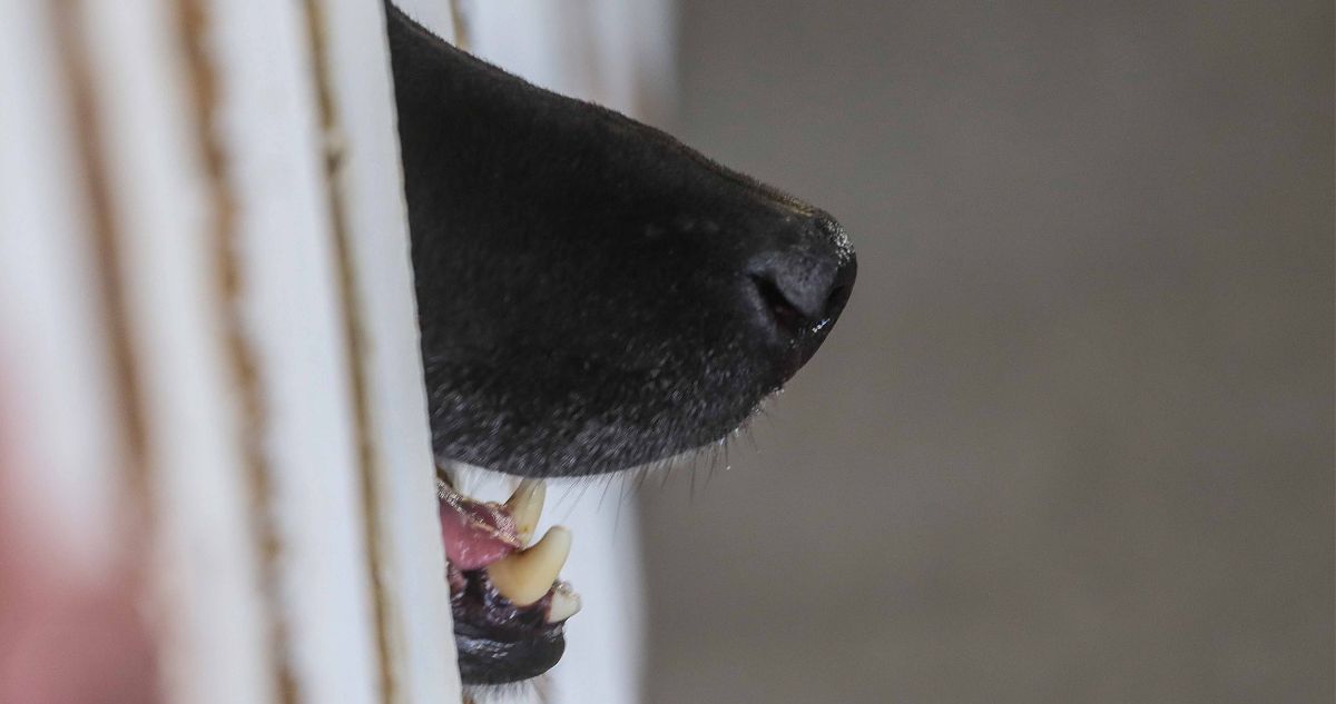Adulta mayor muere atacada por perros al interior de vivienda en Ñuble: habría visitado a familiares