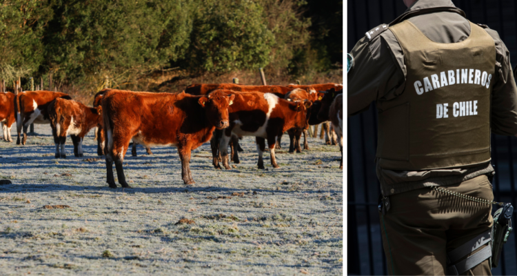 Con intercambio de disparos: Carabineros frustra posible abigeato en sector rural de Futrono