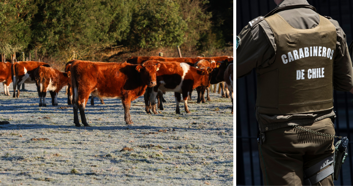 Con intercambio de disparos: Carabineros frustra posible abigeato en sector rural de Futrono