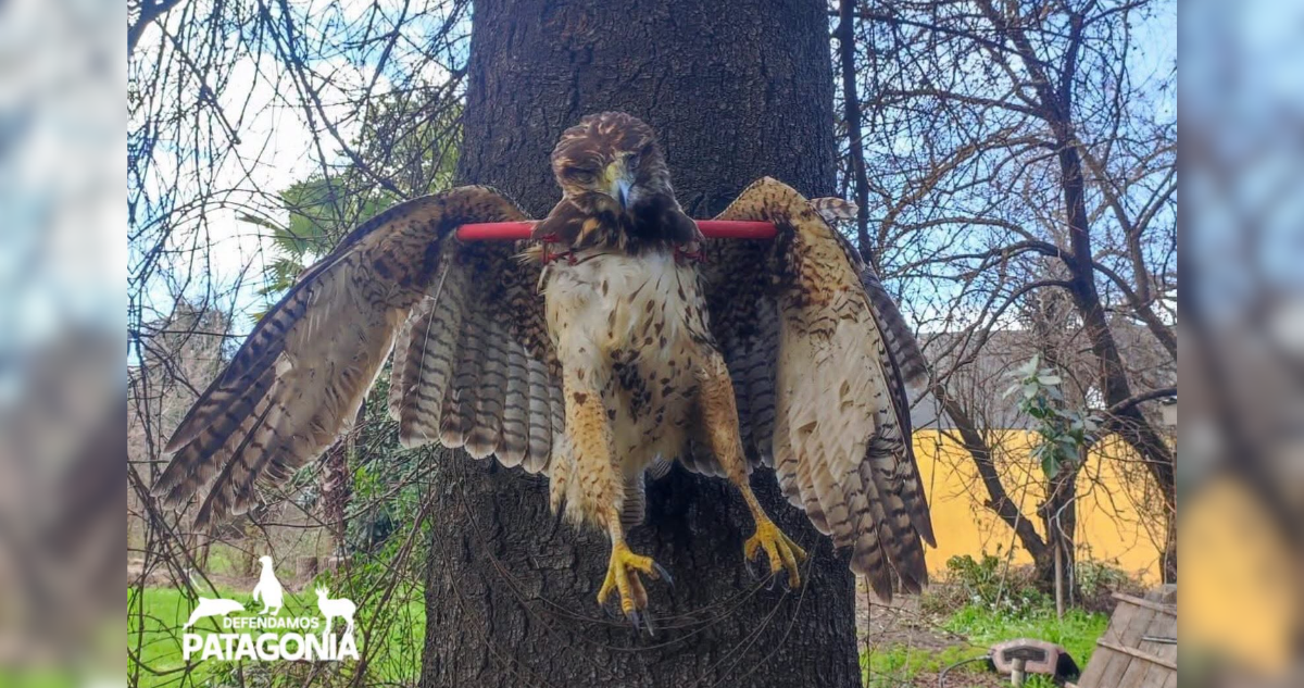 Conmoción por fotografía de peuco muerto y sujeto a un árbol en La Araucanía: SAG y PDI investigan