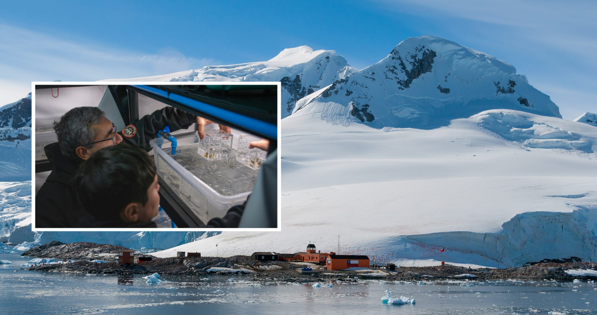 https://media.biobiochile.cl/wp-content/uploads/2026/08/contaminacion-luminica-antartica.png