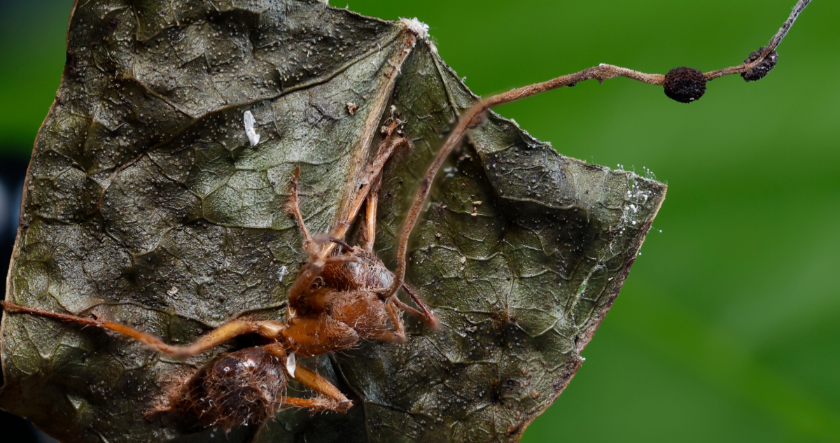 Hormiga infectada por un hongo cordyceps