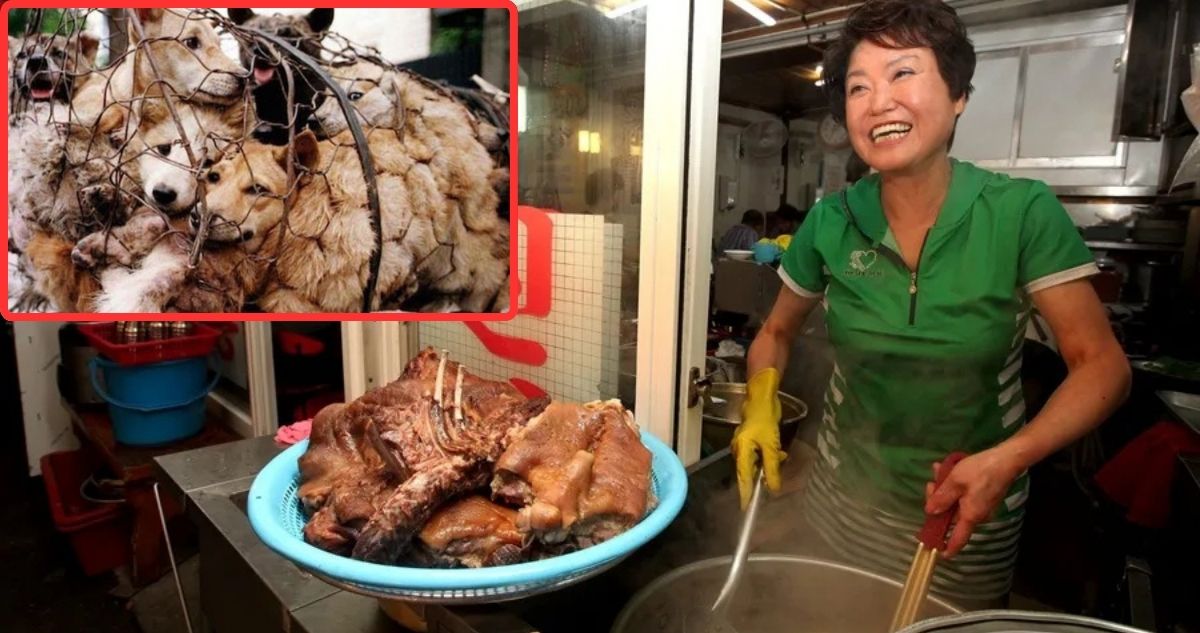 Corea del Sur vive sus últimos días consumiendo carne de perro: