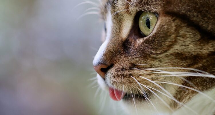 Tenencia de gato tras separación de pareja