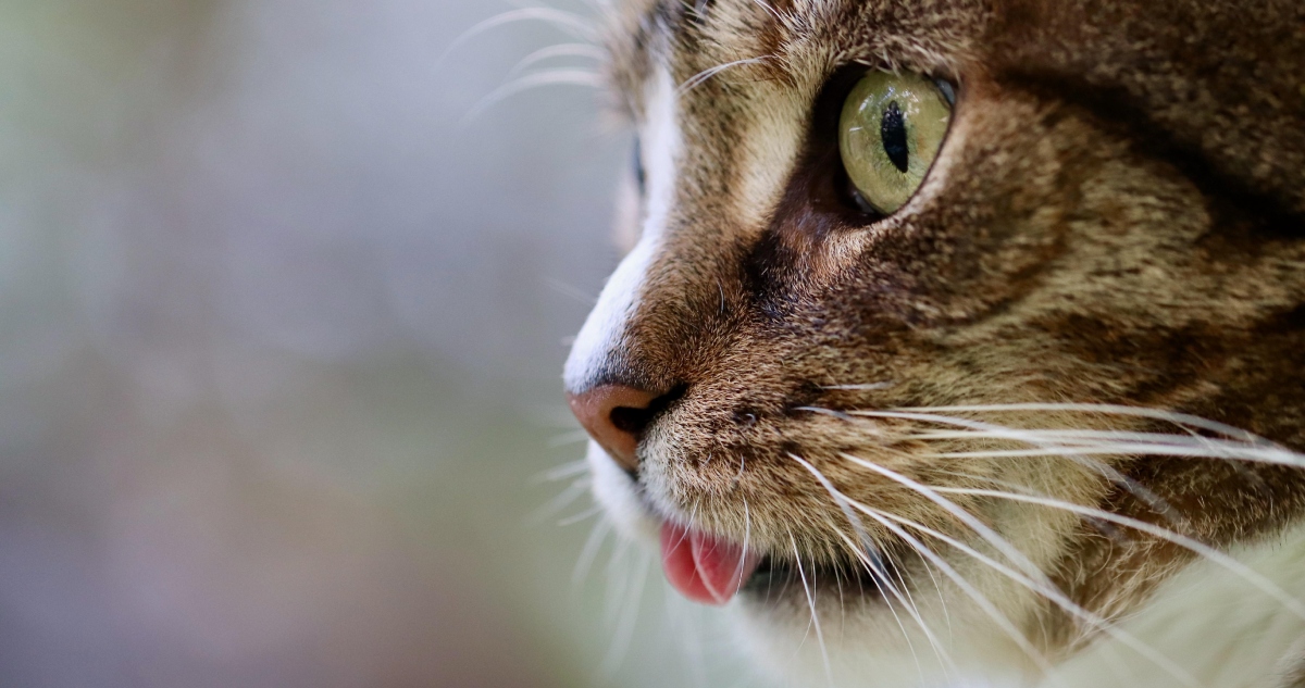 Tenencia de gato tras separación de pareja