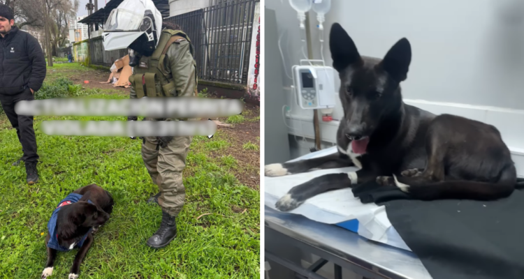 Detienen a sujeto por presunta zoofilia en cercanías del Hospital de Concepción: animal estaría grave