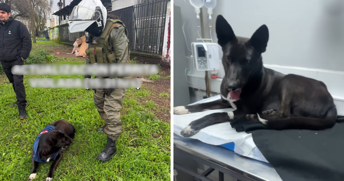 Detienen a sujeto por presunta zoofilia en cercanías del Hospital de Concepción: animal estaría grave