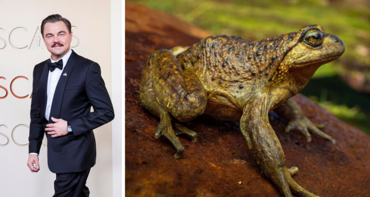 Leonardo DiCaprio y ejemplar de ranas pehuenches