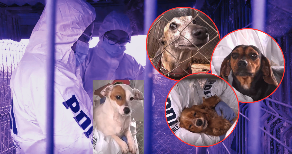 Rescatan a 15 perros hacinados en criadero ilegal en Melipilla y detienen a hombre por maltrato animal