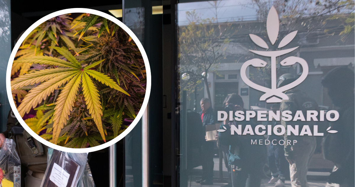 Dispensario Nacional. Y foto de contexto de una planta de cannabis.
