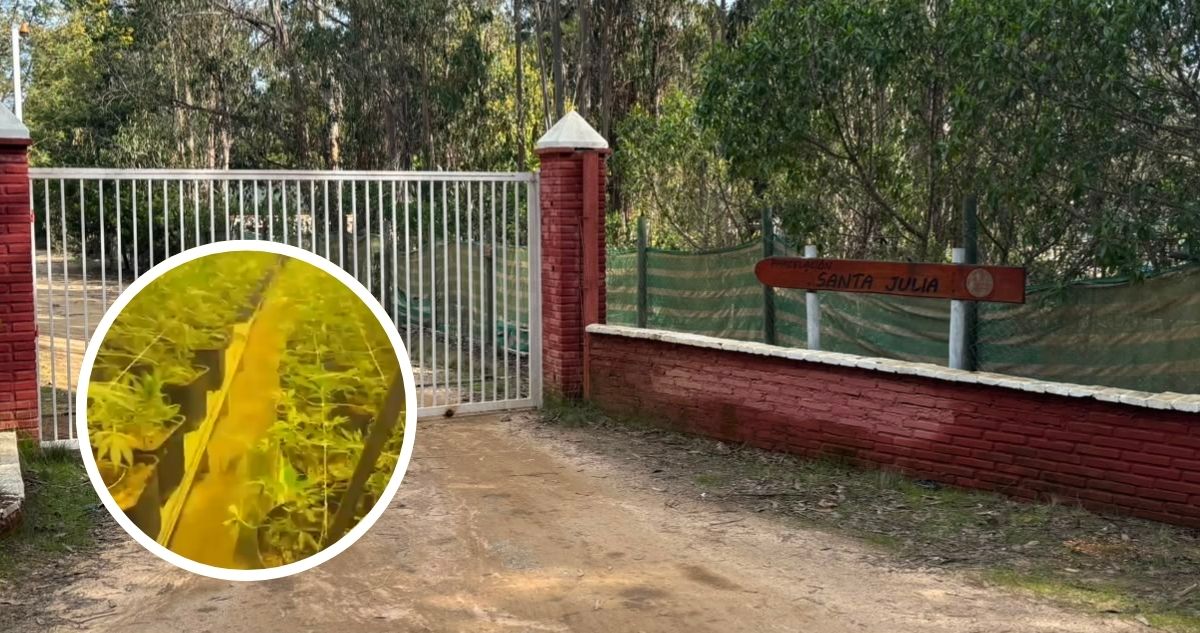 Confirman dos detenidos tras hallazgo de container con cerca de 500 plantas de marihuana en El Quisco