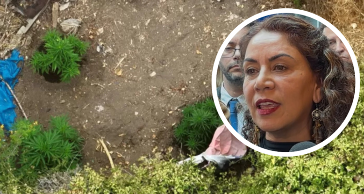 Alcaldesa de La Cruz. Foto de plantas de marihuana.