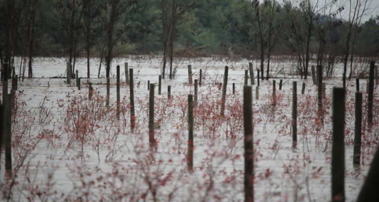 Piden declarar emergencia agrícola por sistema frontal en La Araucanía