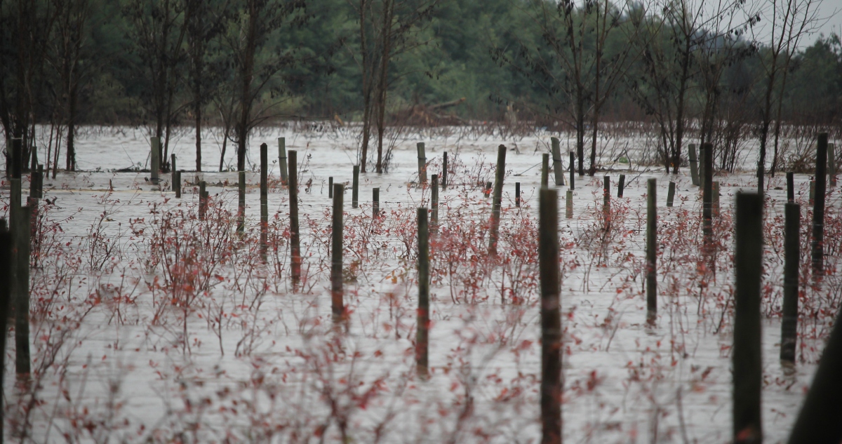 Piden declarar emergencia agrícola por sistema frontal en La Araucanía